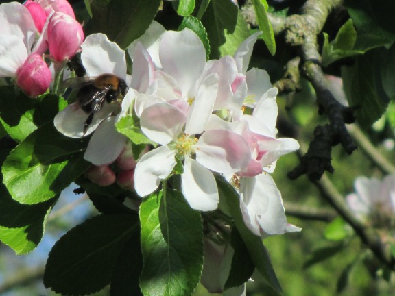 Bee on blossom